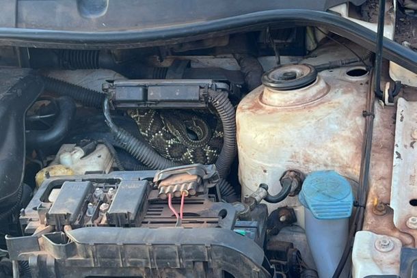 Cobra cascavel foi encontrada sobre o motor de um carro em lavador anexo ao Posto Longuini, em Cruzeiro do Oeste.