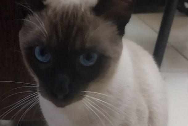 Fub&aacute;, gato siam&ecirc;s desaparecido pr&oacute;ximo &agrave; pista de atletismo, &eacute; procurado pela fam&iacute;lia desde ter&ccedil;a-feira.
