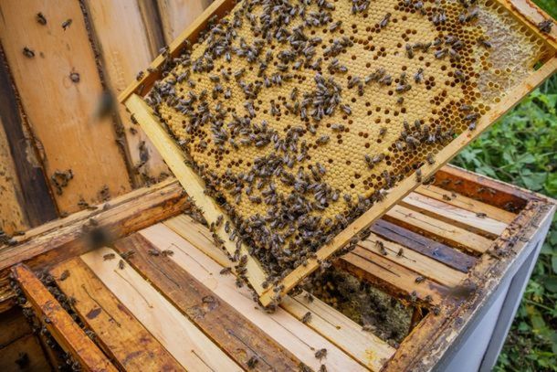 Mais de 300 colmeias morreram ap&oacute;s pulveriza&ccedil;&atilde;o a&eacute;rea irregular de agrot&oacute;xico em Tapejara.