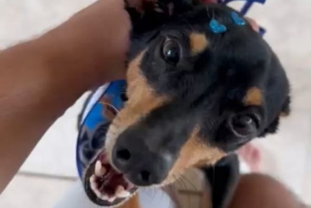 Procura-se! O Pinscher Pikachu desapareceu na noite de quinta-feira (23), pr&oacute;ximo ao Jardim Tamandar&eacute;. Informa&ccedil;&otilde;es: (44) 99758-9010.