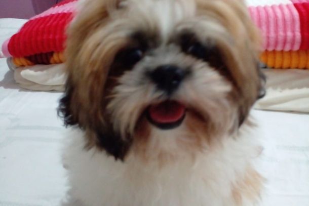 Procura-se! Este cachorro desapareceu nas proximidades do F&oacute;rum, da Associa&ccedil;&atilde;o e da Prefeitura, em Cruzeiro do Oeste. Informa&ccedil;&otilde;es: Diego &ndash; (44) 99765-2156. Compartilhe e ajude a encontr&aacute;-lo!