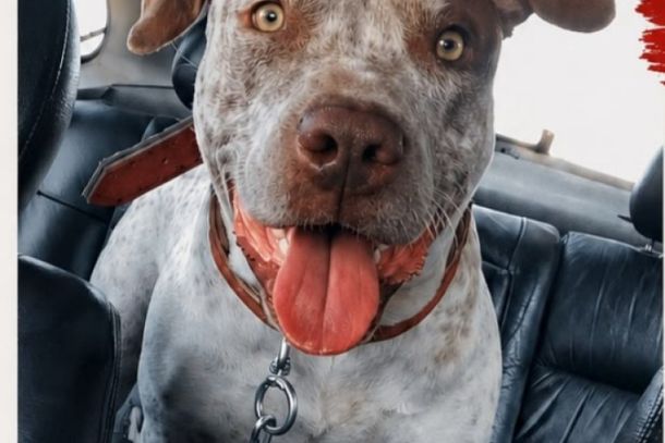 Voc&ecirc; viu o Zeus? Ele desapareceu nas proximidades do Rei da Melancia, em Cruzeiro do Oeste. Compartilhe esta publica&ccedil;&atilde;o e, se tiver qualquer informa&ccedil;&atilde;o, entre em contato pelos telefones (98) 99168-6321 ou (44) 99132-5221. Cada compartilhamento aumenta as chances de Zeus voltar para casa.