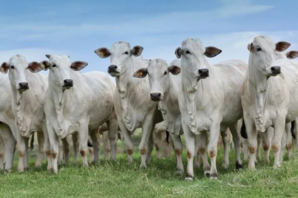 Investir em Nelore P.O. &eacute; apostar em gen&eacute;tica conhecida, sele&ccedil;&atilde;o e informa&ccedil;&otilde;es que podem contribuir para mais produtividade e rentabilidade na pecu&aacute;ria.