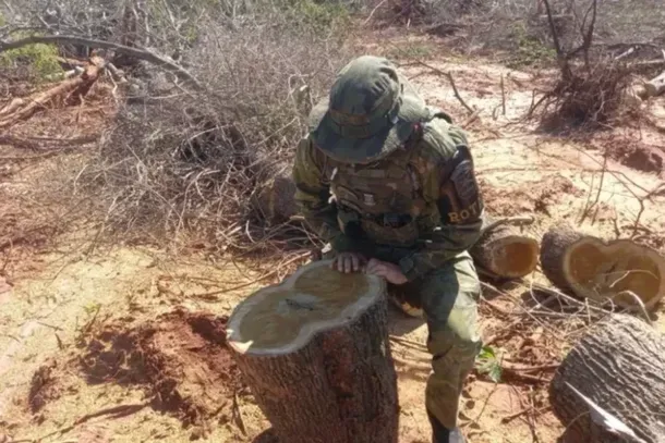 Desmatamento gera R$ 518 mil em multas no Paran&aacute;. A Pol&iacute;cia Ambiental de Umuarama identificou a retirada de 20,713 hectares de vegeta&ccedil;&atilde;o nativa da Mata Atl&acirc;ntica em S&atilde;o Pedro do Paran&aacute;, dentro da APA das Ilhas e V&aacute;rzeas do Rio Paran&aacute;. A &aacute;rea foi embargada, e o Minist&eacute;rio P&uacute;blico ser&aacute; comunicado sobre o caso.