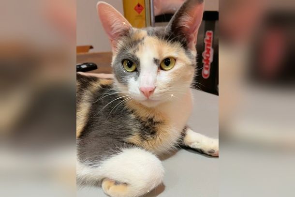 A gatinha desapareceu nas proximidades da Rua Paran&aacute; e a tutora oferece recompensa para quem encontr&aacute;-la.