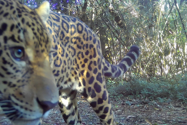 Nova on&ccedil;a-pintada &eacute; flagrada no Parque Nacional do Igua&ccedil;u e ganha nome de Estrela