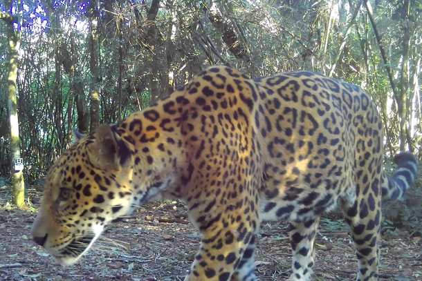 Nova on&ccedil;a-pintada &eacute; flagrada no Parque Nacional do Igua&ccedil;u e ganha nome de Estrela