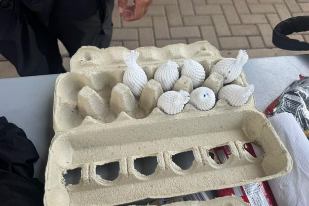 Ovos de aves que podem valer at&eacute; R$ 10 milh&otilde;es s&atilde;o apreendidos em &ocirc;nibus