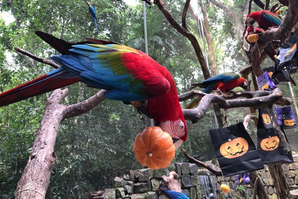 Animais do Parque das Aves ter&atilde;o Halloween com ab&oacute;boras e atividades especiais