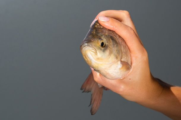 Pesca ficar&aacute; proibida no lado argentino dos rios Igua&ccedil;u e Paran&aacute; por 51 dias