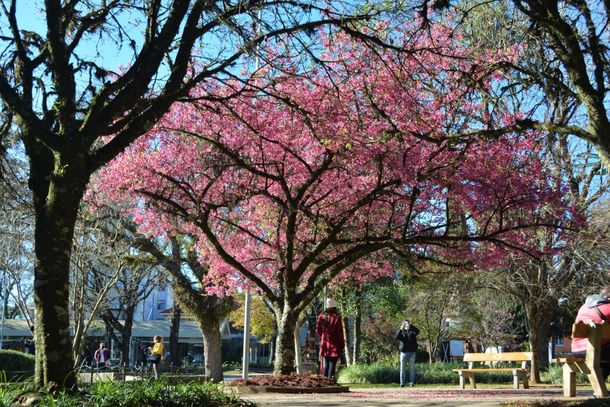 Cerejeira na Pra&ccedil;a das Flores.