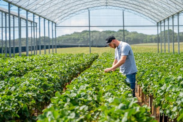 Granja Andreazza &eacute; associada da Sicredi Pioneira e utilizou recursos do Plano Safra em sua produ&ccedil;&atilde;o.