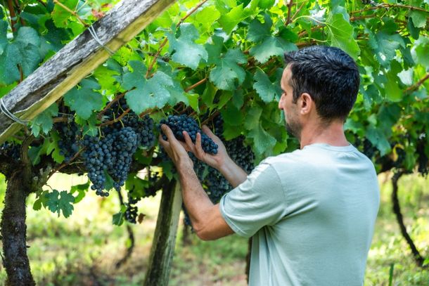 Vin&iacute;cola Fam&iacute;lia Longo &eacute; associada da Sicredi Pioneira e utilizou recursos do Plano Safra em sua produ&ccedil;&atilde;o.