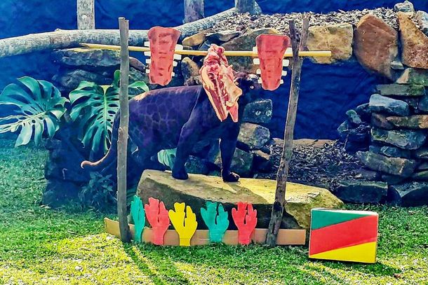 Antas ganham bolos de frutas e on&ccedil;as costel&atilde;o no anivers&aacute;rio de 18 anos do Gramadozoo