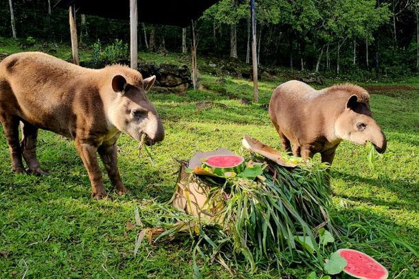 Antas ganham bolos de frutas e on&ccedil;as costel&atilde;o no anivers&aacute;rio de 18 anos do Gramadozoo