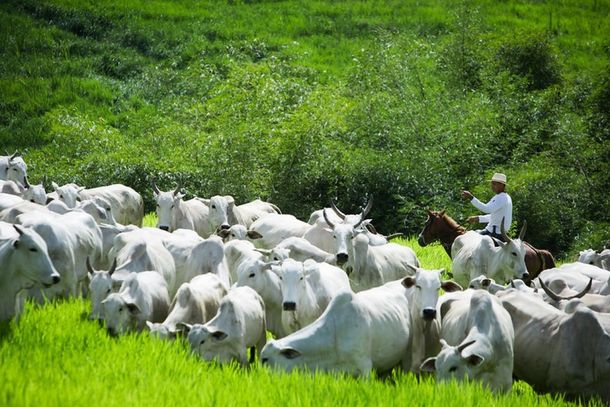 Fundesa inicia nova modalidade de cobran&ccedil;a para produtores de bovinos e b&uacute;falos no RS