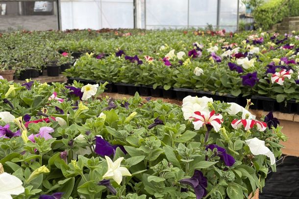 Lan&ccedil;amento do Concurso Jardins de Gramado &eacute; transferido para 5 de novembro