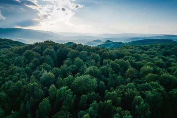 Nova Petr&oacute;polis recebe apresenta&ccedil;&atilde;o do Semin&aacute;rio Inicial do Projeto Redes Verdes Vivas
