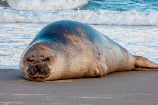Elefante-marinho descansa em praia de Guaratuba
