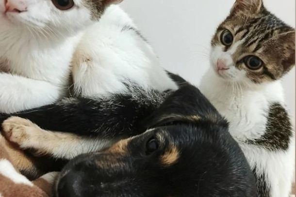 C&atilde;es e gatos aguardam uma nova chance de encontrar um lar cheio de amor e cuidado.
