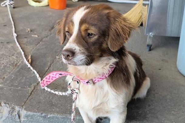 C&atilde;ozinho com coleira rosa entrou no p&aacute;tio do Vov&ocirc; Jo&atilde;o Materiais de Constru&ccedil;&atilde;o e aguarda pelo tutor.