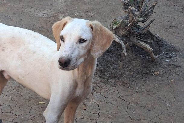 Conhe&ccedil;a alguns dos c&atilde;es que estar&atilde;o na Feira de Ado&ccedil;&atilde;o deste s&aacute;bado e encontre seu novo melhor amigo.
