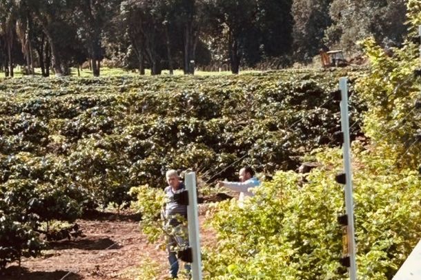 Cafezal da Fazenda Maria de Lurdes durante vistoria realizada pela Secretaria Municipal de Meio Ambiente em julho.