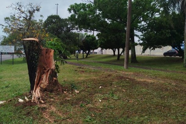 &Aacute;rvore caiu na regi&atilde;o da Pista da Sa&uacute;de durante o temporal e foi removida rapidamente pelas equipes.
