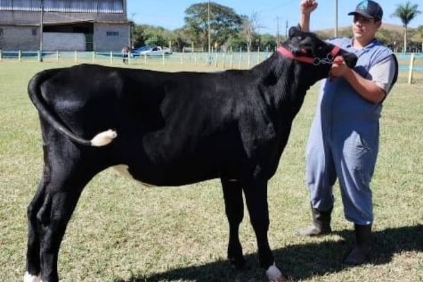 Milena, campe&atilde; na categoria 3/4 de HPB de 13 a 24 meses e grande campe&atilde; geral