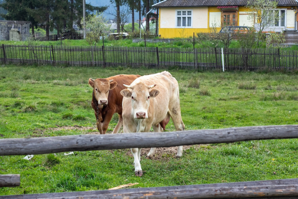 Animais em uma fazenda
