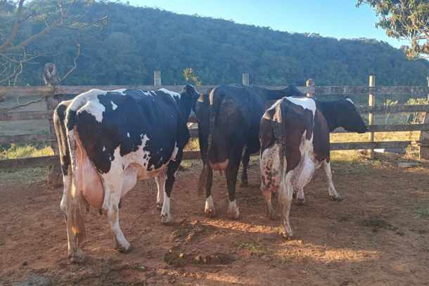 Animais vencedores na categoria Conjunto 3 vacas, de Luiz Fernando Lopes Mendes