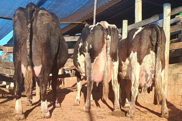 As tr&ecirc;s vacas vencedoras de Luiz Fernando Lopes Mendes