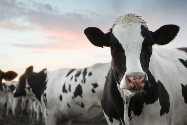 Vacas no campo