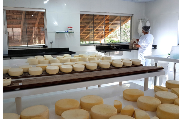 Queijos artesanais sendo produzidos