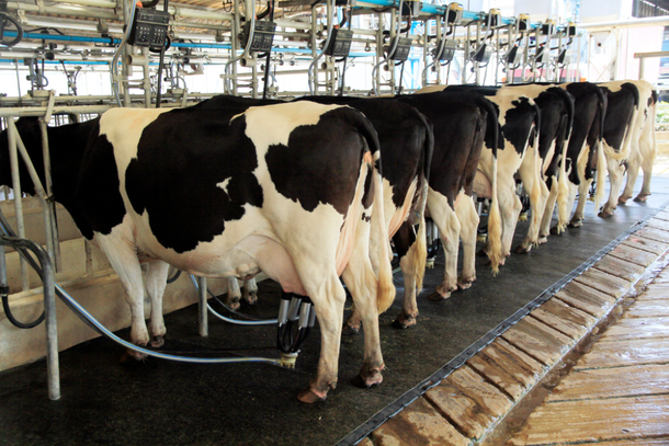 Vacas sendo ordenhadas