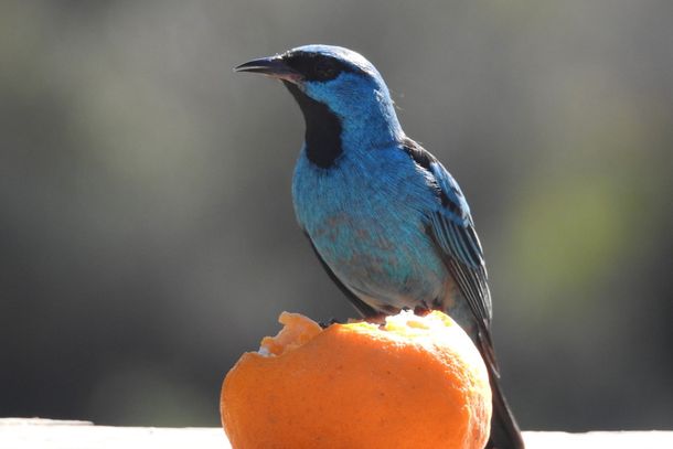 Sa&iacute; Azul