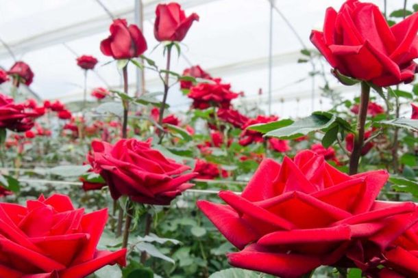 Rosas de Barbacena