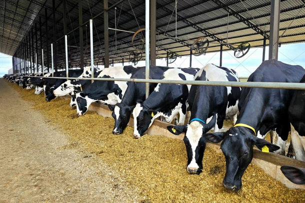 Vacas holandesas da Fazenda S&atilde;o Jos&eacute;