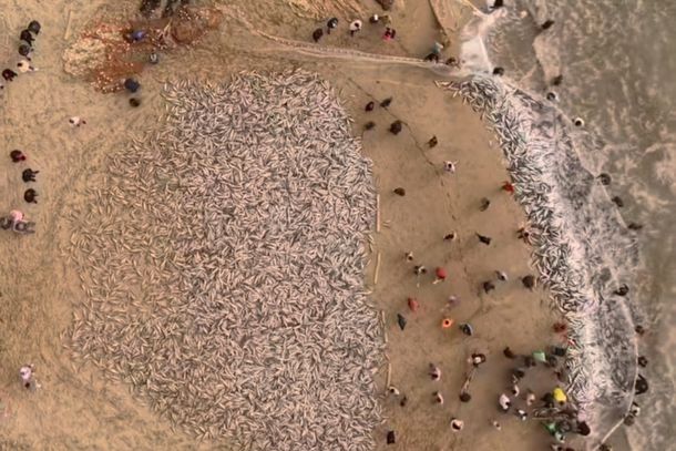 Mais de 22 mil tainhas s&atilde;o capturadas em Bombinhas durante pesca artesanal.