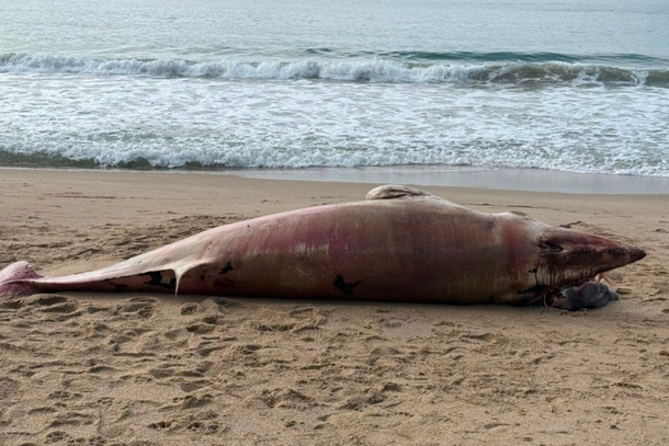 Baleia de 1,5 tonelada &eacute; encontrada morta na Praia do Buraco em Balne&aacute;rio Cambori&uacute;