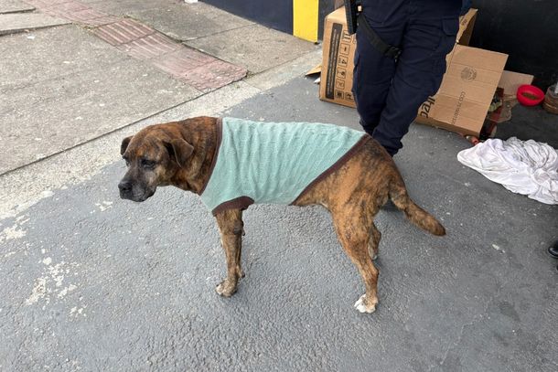     Cadela comunit&aacute;ria sofre abuso sexual e mobiliza prote&ccedil;&atilde;o animal em Itaja&iacute;