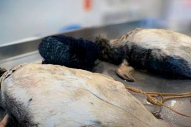 Pinguins-de-magalh&atilde;es s&atilde;o encontrados mortos e presos a pedras em praia de Itapema