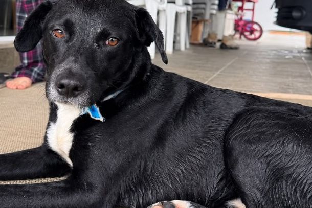 Cachorro desaparecido em Bombinhas &eacute; visto pela &uacute;ltima vez em Itapema