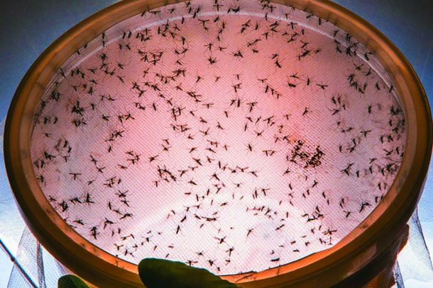 Forrest libera mosquitos machos est&eacute;reis em Jacarezinho