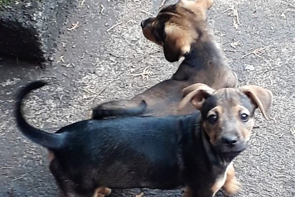 Quem quer adotar essas lindezas de Jacarezinho
