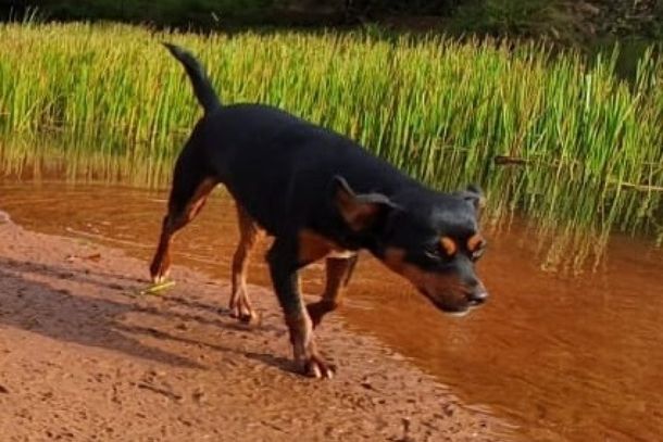 Laika desapareceu no dia 8 de mar&ccedil;o.