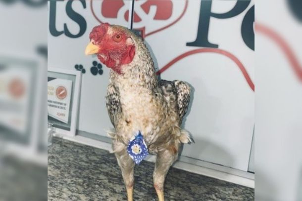 Rufino se comportou no banho e saiu do pet shop engravatado.