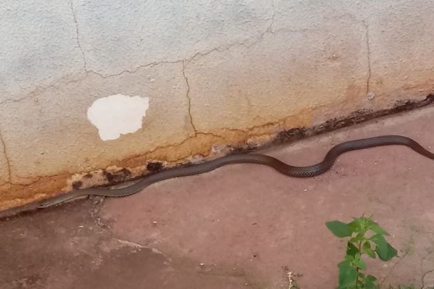Serpente foi solta em uma &aacute;rea de mata.