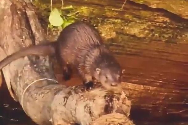 Animal foi visto na &uacute;ltima ter&ccedil;a-feira (15), feriado de Proclama&ccedil;&atilde;o da Rep&uacute;blica.