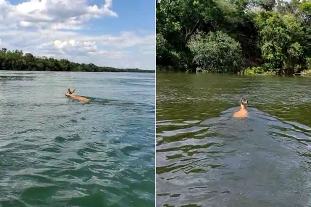 Turistas acompanharam o animal at&eacute; terra firme.